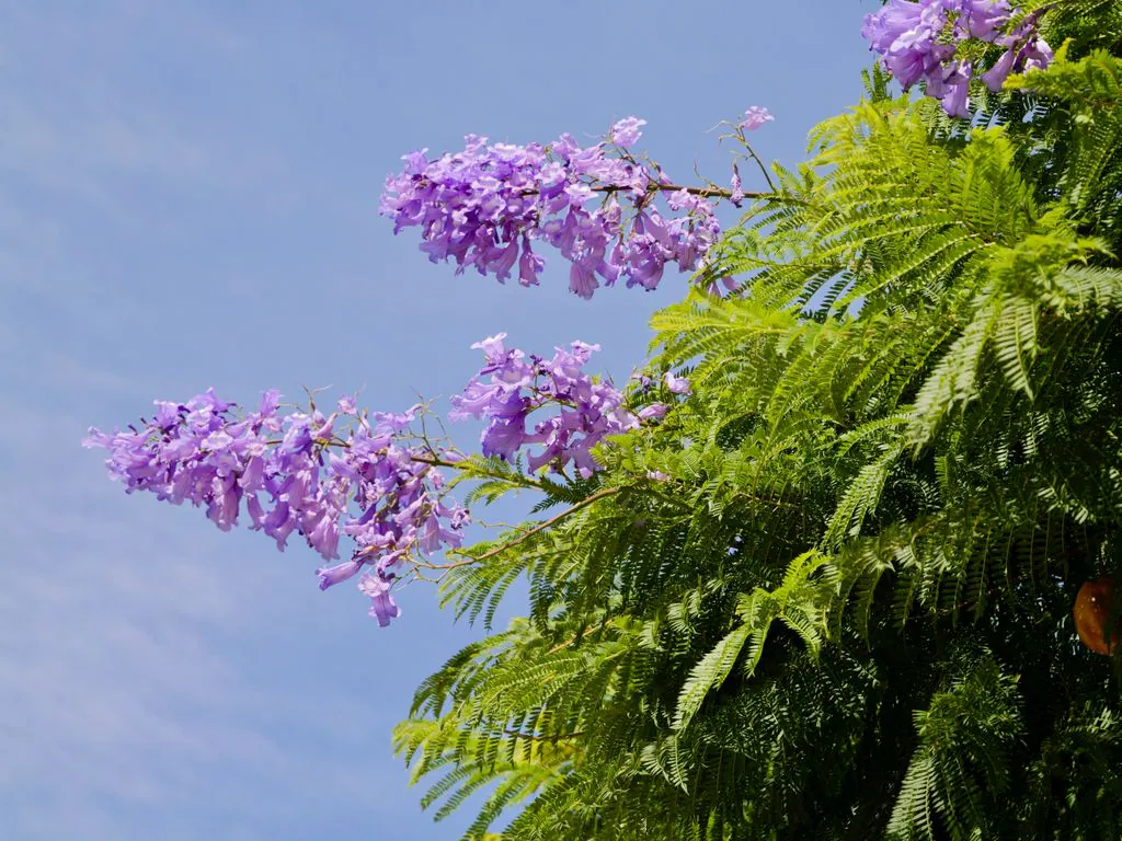 Árbol Tarco